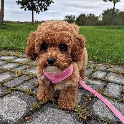 Chiffon The Maltipoo Profile