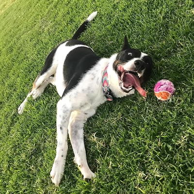 Recommendations from Karen, Dottie, and Tater Tot Profile