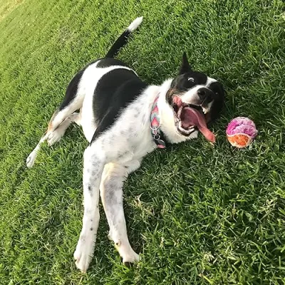 Recommendations from Karen, Dottie, and Tater Tot