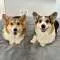 Brady and Graffiti the Corgis