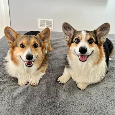 Brady and Graffiti the Corgis Profile