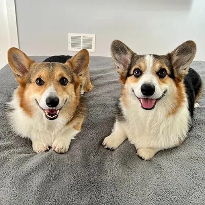 Brady and Graffiti the Corgis