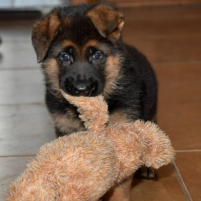 Von der Otto German Shepherds Profile