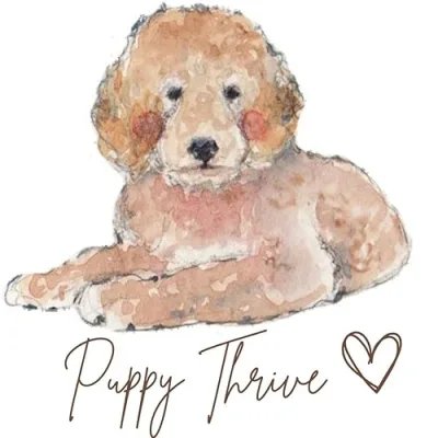 Best Products For Naturally Healthy Dogs