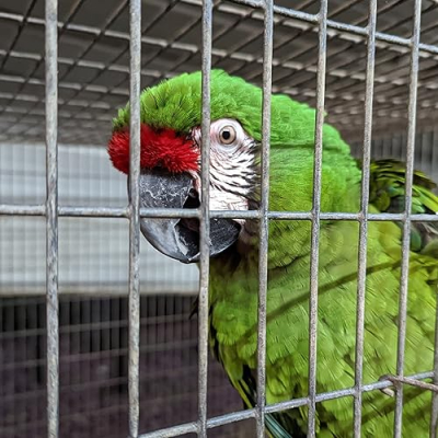Daybird Aviary Profile
