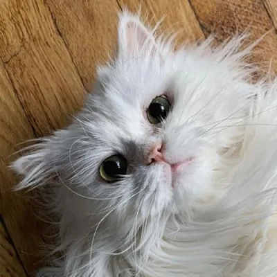 Mister Puffles’ & Brooklyn’s Favorite Things!