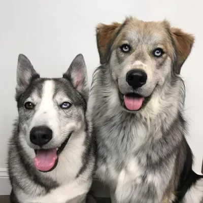 The Half Husky Bros