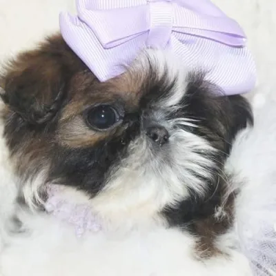 Blessed's Shih Tzu