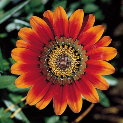 Natural Living Essentials Profile