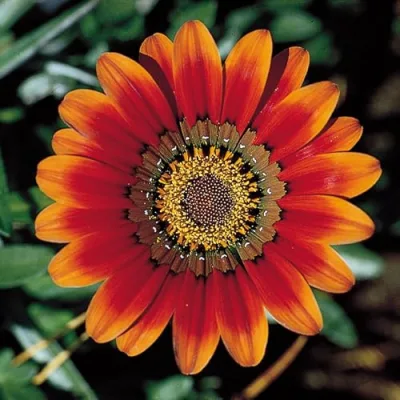 Natural Living Essentials