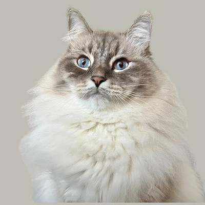 Nimbus Siberian Profile