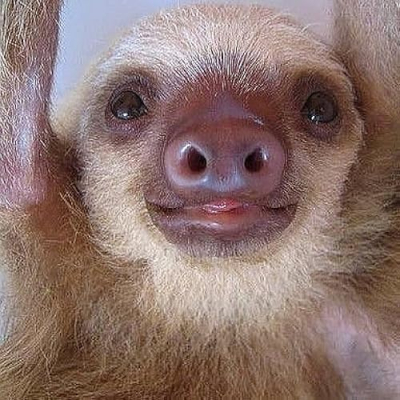 Daily Sloths Profile