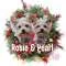 Real Yorkie Sisters of MN