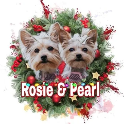 Real Yorkie Sisters of MN