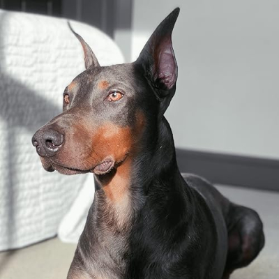 Clyde’s Favorite Things Profile