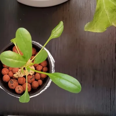 Hydroponic Garden Zone